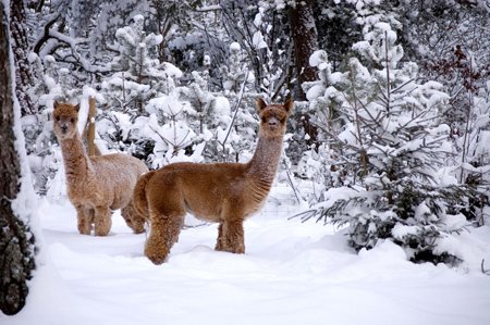 Sami och Bambi